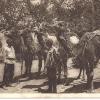 1930 Предпл Туркменистан Верблюды