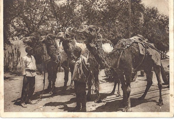 1930 Предпл Туркменистан Верблюды