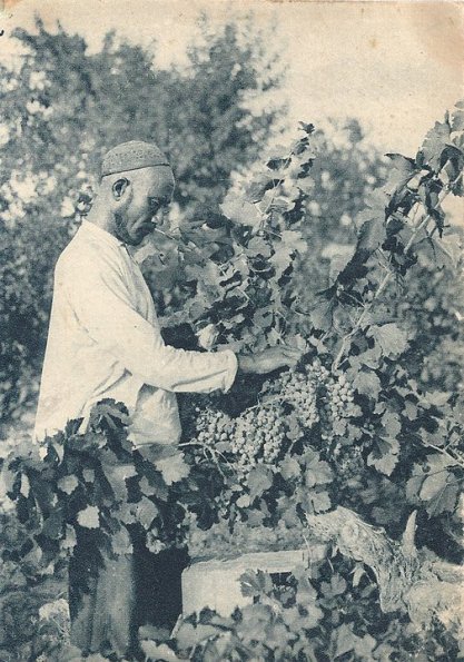 1930 Предпл Туркменистан Виноградарь