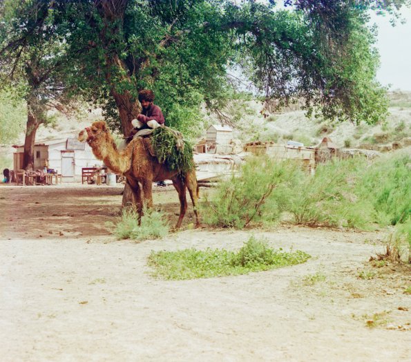 Man on camel