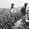 1875 Issik-Kul Opium Plantation