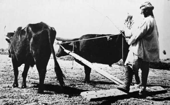 1900 Узбекистан Обработка Земли