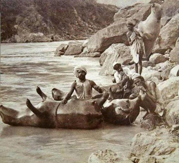 1900 Pamirs Sal from Bull Skin
