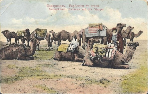 1900 Samarkand Camels