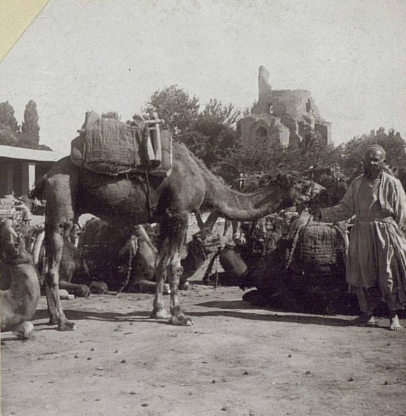 1905 Самарканд Верблюды