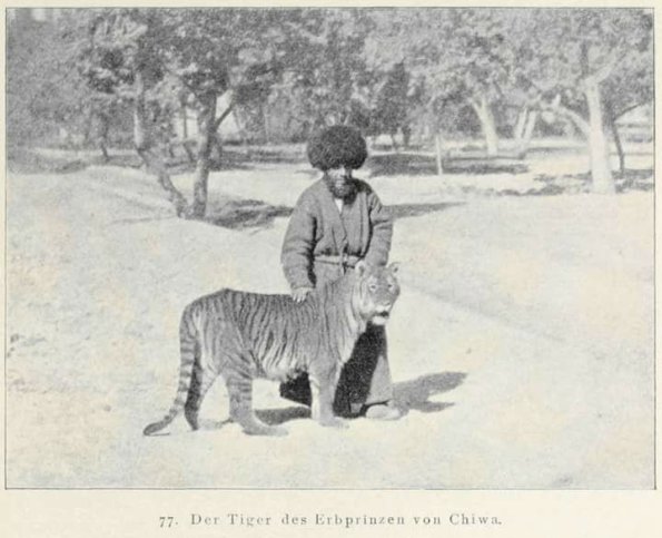 1905 Хива Тигр Туранский
