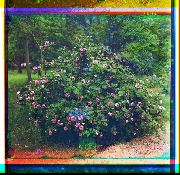 1911 Bayram-Ali Roses in Park