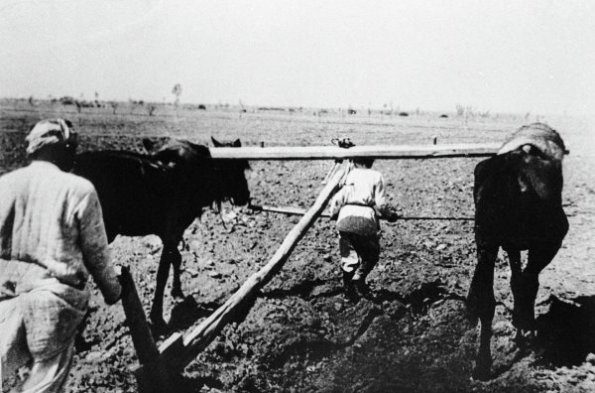 1912 Узбекистан Убпряжка Волов
