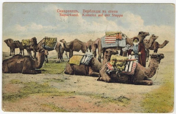 1915 Самаркандская Обл Караван Верблюды Отдыхают