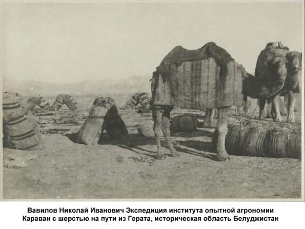 1924 Вавилов Николай Иванович Экспедиция Инст Опт Агр  Белуджистан 2