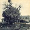 1925 Бухара Ляби-Ховуз Аисты на Чинаре