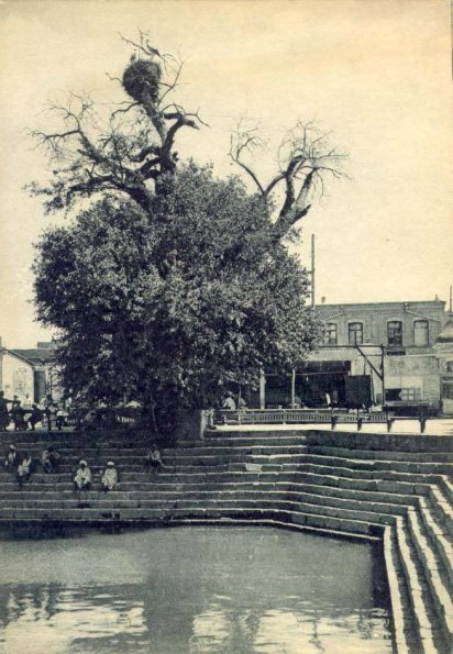 1925 Бухара Ляби-Ховуз Аисты на Чинаре