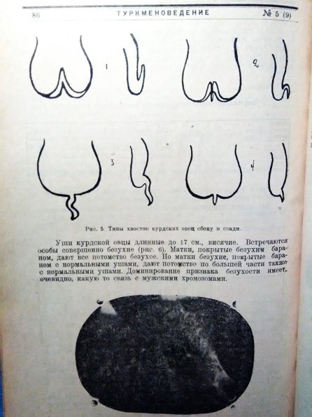 1930 Pages from Turkmenisvedenie 3