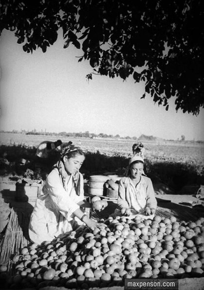 1935 Ташкентская Область Сбор Помидоров