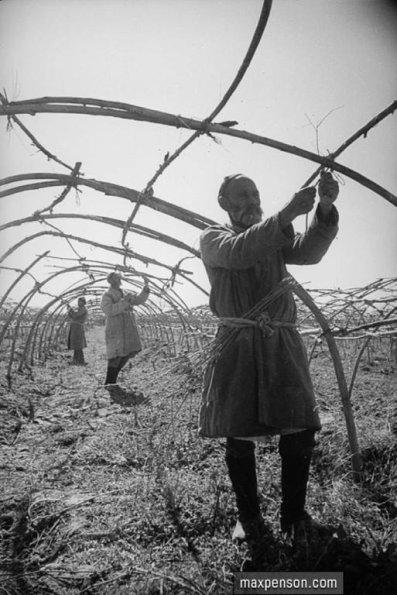 1935 Узбекистан Виноградари за Обрезкой