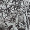 1954 Ленинабадская Обл Сбор Винограда