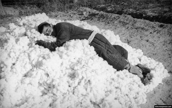 1955 Предпл Хлопкороб Спит на Хлопке