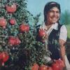 1957 Узбекистан колхоз им Маркса Ходжииабадского Района Сбор Гранат