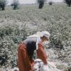 1958 Средняя Азия Фото из Путешествия Говарда Сочурека 10