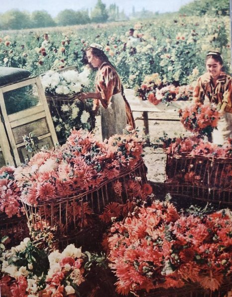 1960 Предпл Узбекистан Сбор Цветов