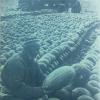 1960 Uzbekistan Melons
