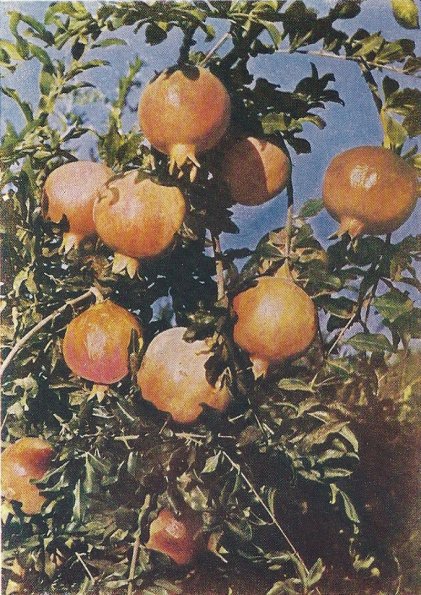 1962 Туркменистан Гранаты
