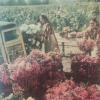 1965 Узбекистан Цветы