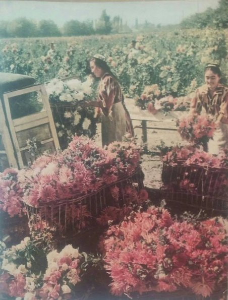 1965 Узбекистан Цветы
