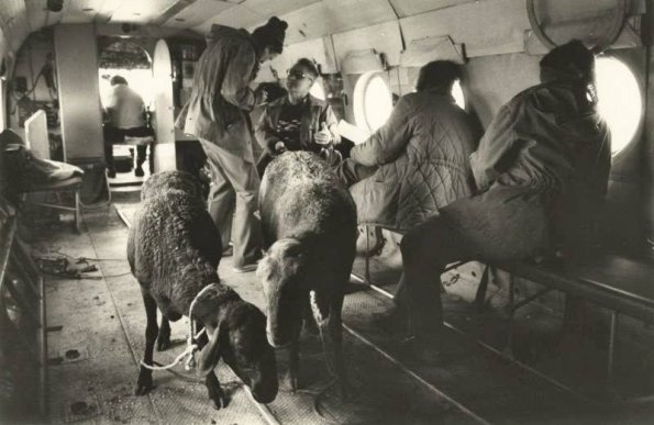1972 Sheep in Helicopter