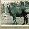 1975 Gissar Sheep