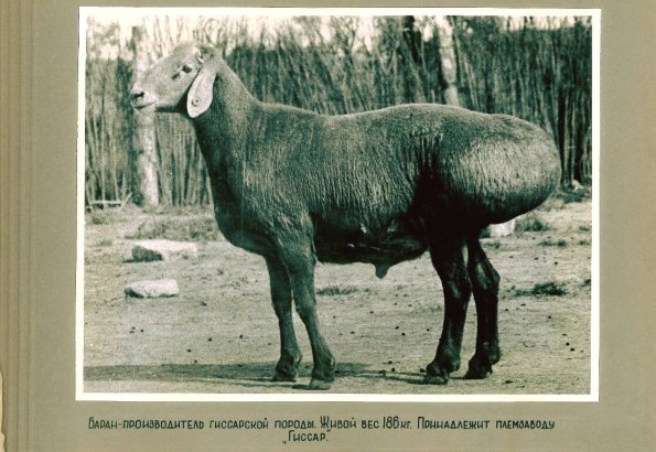 1975 Gissar Sheep