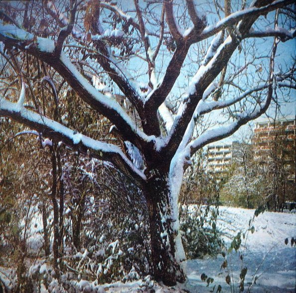1977 Tashkent Winter Morning