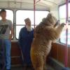 1980 Tashkent Old man and Bear 3