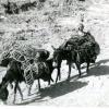 1983 Afghanistan Karavan in Jelalabad